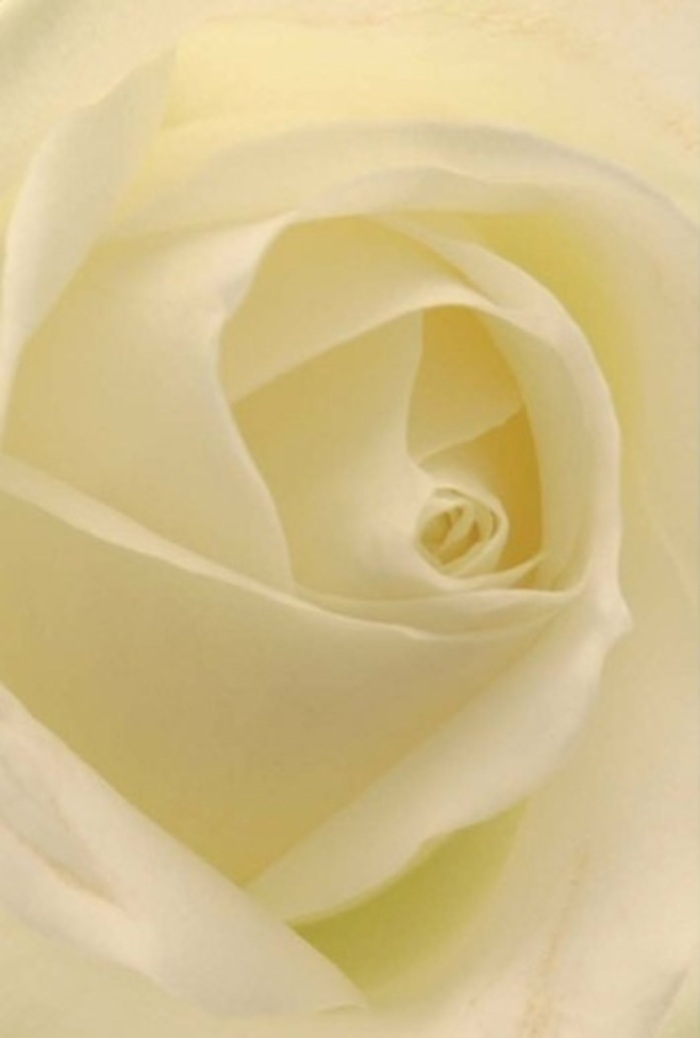 Drawn in close to this classic white rose, the composition is imbued with a sense of calm that echoes the tranquil corners of Bayswater's leafy avenues. Cream and white petals meld together in seamless layers, illuminated by the kind of gentle, natural light you'd find filtering through a window near Queensway. It's as if the bloom glows from within, each fold capturing subtle shifts of shade-pearl, ivory, and a hint of soft gold-enhancing the natural sophistication and purity at its core. The rose's spiral centre suggests stillness and strength, reminiscent of a heartfelt apology offered at a Notting Hill doorstep, or romance blooming in an intimate setting nearby. Every petal, velvety and luminous, whispers of both fragility and resilience-an apt choice for a variety of occasions, from elegant weddings to thoughtful gestures of support or admiration. The quiet presence of the flower, masterfully arranged, radiates an understated fragrance that evokes clean beginnings and serene moments. Its artistry reflects the experience of Bayswater florists, who understand the power of thoughtful composition. Whether placed at a celebratory table or delivered as a personal message, this rose captures the deep, restorative beauty that defines meaningful gifts across the local area.