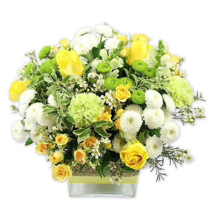 A striking, dome-shaped floral arrangement bursts from a low, square glass vase, its colours mirroring the fresh, lively character of Bayswater on a bright day. The palette is a harmonious blend of sunny yellow, clean white, and vivid lime green, carefully balanced so no single hue overwhelms the others. At the focal point, velvety yellow roses unfold generously, some fully open with spiralling petals, others still in the elegant bud stage, suggesting new beginnings and ongoing stories. Interwoven with these are clusters of petite yellow spray roses, whose many blossoms extend the golden tones and add a soft, almost frothy texture to the bouquet. Dense, rounded white pompom chrysanthemums form crisp, spherical shapes, their tidy petals creating a calm, composed counterpoint to the looser roses. Bright lime green button chrysanthemums punctuate the design with small, globe-like blooms, adding a zesty, contemporary touch. Larger, softly ruffled green flowers-akin to lime carnations or specialty green mums-blend the brighter greens into the yellows and whites, giving the arrangement an almost watercolor-like transition of colour. Lush greenery encircles and supports the flowers: broad, glossy leaves, variegated foliage with pale edges, and slender, dark green sprigs that provide depth and a natural, garden-grown feel. Tiny white filler blooms are sprinkled like starlight across the composition, enhancing its intricacy. Around the center of the clear vase, a band of rustic woven fibre-perhaps raffia or bark-is wrapped neatly and overlaid with a bright lime green ribbon, adding tactile interest and a crafted, artisan detail. Set against a pure white backdrop, this bouquet radiates warmth, freshness, and joy, ideal as a centerpiece for gatherings in Bayswater townhouses, or as a celebratory gift for birthdays, housewarmings, or moments of congratulations.